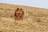 CHIEN FINNOIS DE LAPONIE 231